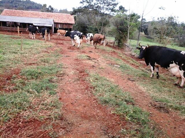 Propriedades modelo do ramo leiteiro são acompanhadas em Nova Prata do Iguaçu 