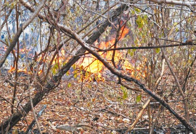 Incêndio na reserva da Usina Salto Caxias