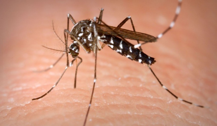 Calor e chuvas ligam o alerta para os cuidados com a dengue