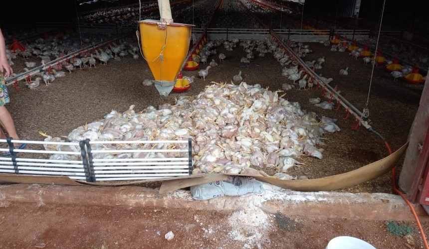 Falta de energia elétrica provoca a morte de 4.500 frangos em Ampére