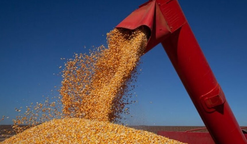 Com alta na área de milho, safra de grãos pode crescer 6,4%, estima Conab