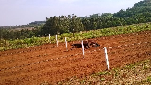 Cavalo morre em carreirada na hípica em Capitão