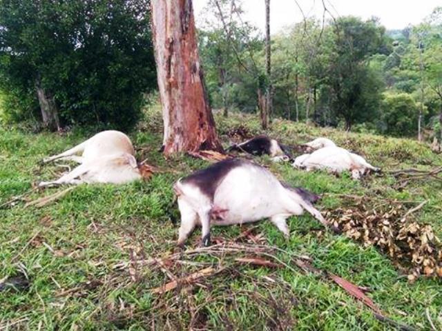 Raio mata bovinos no interior de Boa Vista da Aparecida