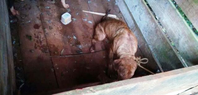 Polícia investiga morte de criança atacada por cão no interior de Salto do Lontra