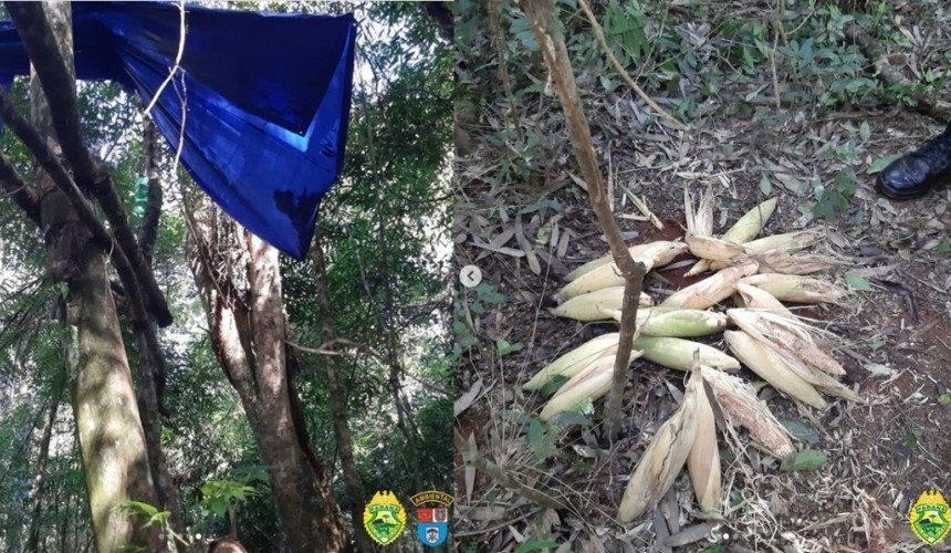 Batalhão de Polícia Ambiental Força Verde realiza operação de destruição de armadilhas de caça ilegal no Parque Nacional do Iguaçu em Capitão