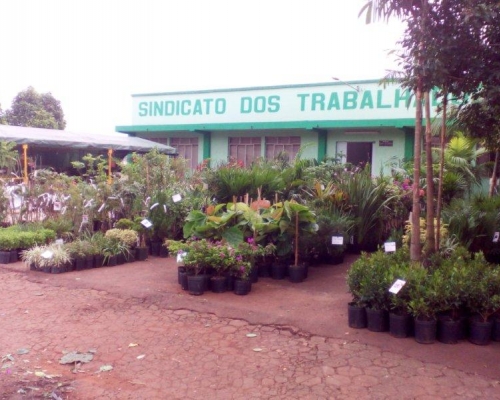 Iniciada 15ª feira de mudas frutíferas e ornamentais em Capitão