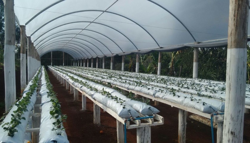 Baixas temperaturas não inibiram produção de morango.Em Capitão agricultora investe na cultura