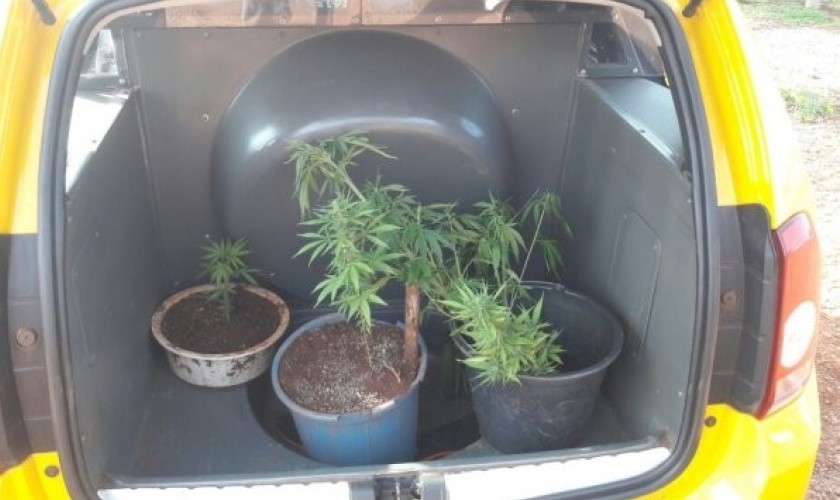 Pés de maconha são apreendidos em Santa Tereza do Oeste