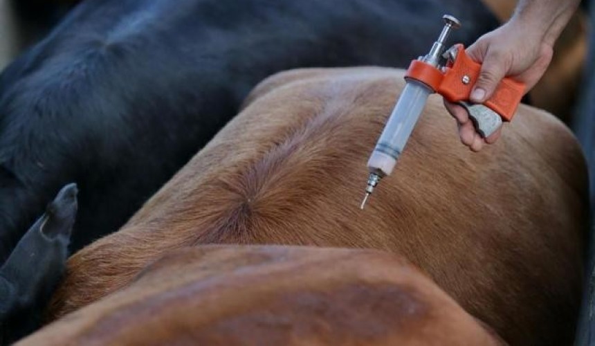 Agricultores de Capitão se preparam para mais uma Campanha de vacinação contra febre aftosa