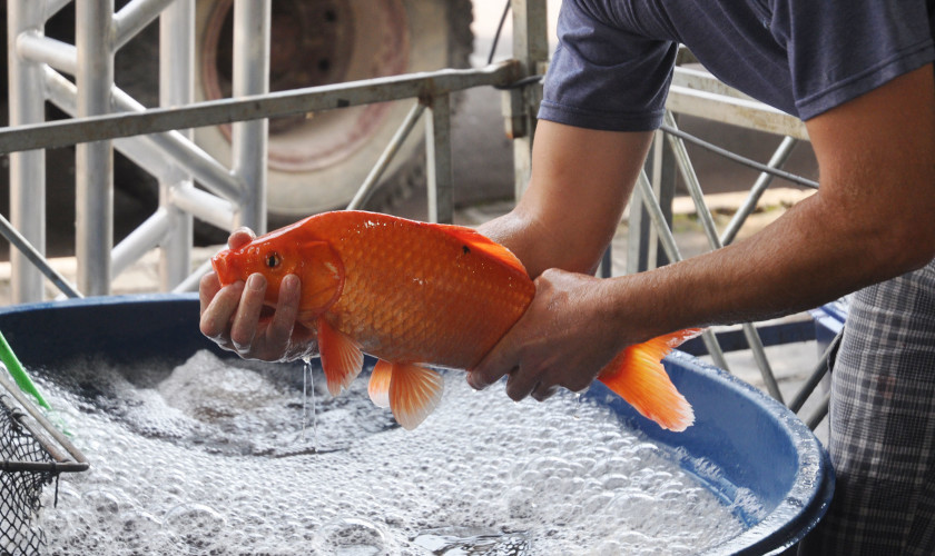 Secretaria de Agricultura de Capitão faz levantamento para promover a Feira do Peixe