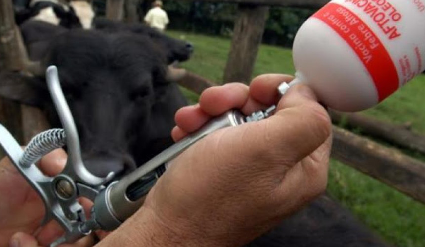 Aberta campanha contra aftosa em Nova Prata do Iguaçu
