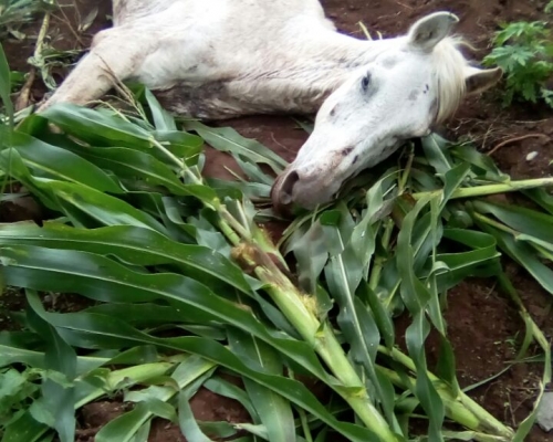 Cavalo tem duas pernas quebradas e morre em razão de detonação de rochas na BR 163