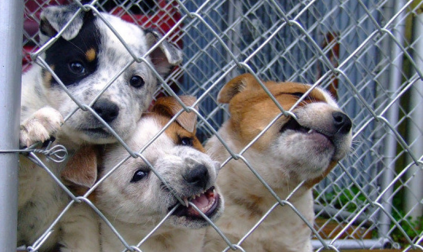 Vereadores de Capitão querem abrigo temporário para animais de rua