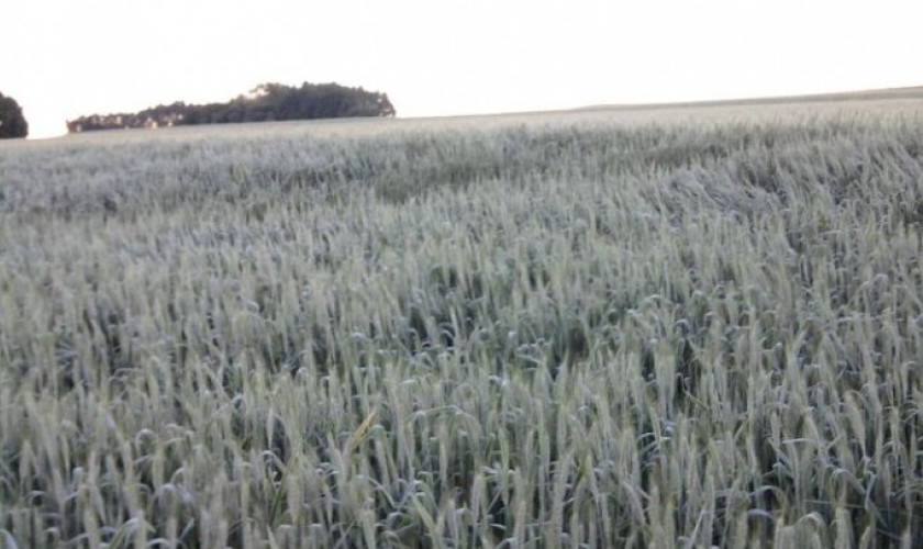 Em Boa Vista estimativa de perda com geada é de 30% na produção de trigo
