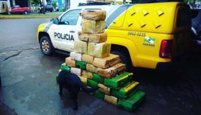 Mais de meia tonelada de maconha é apreendida em Pato Bragado