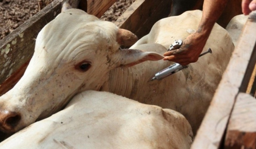 Aftosa: À menos de cinco dias para o fim da campanha, cerca de 60% dos animais de Capitão ainda não foram vacinados