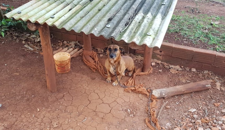 Policia de Capitão notifica morador do Alto Alegre por maus tratos aos animais