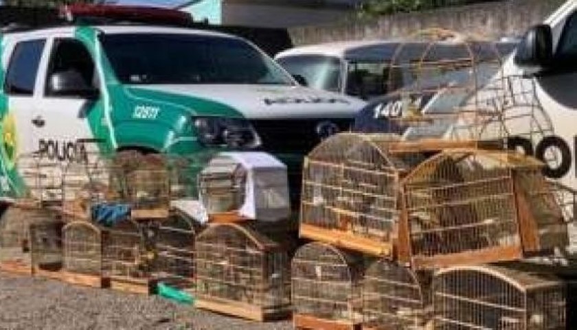 Pássaros silvestres são apreendidos em Santa Terezinha de Itaipu