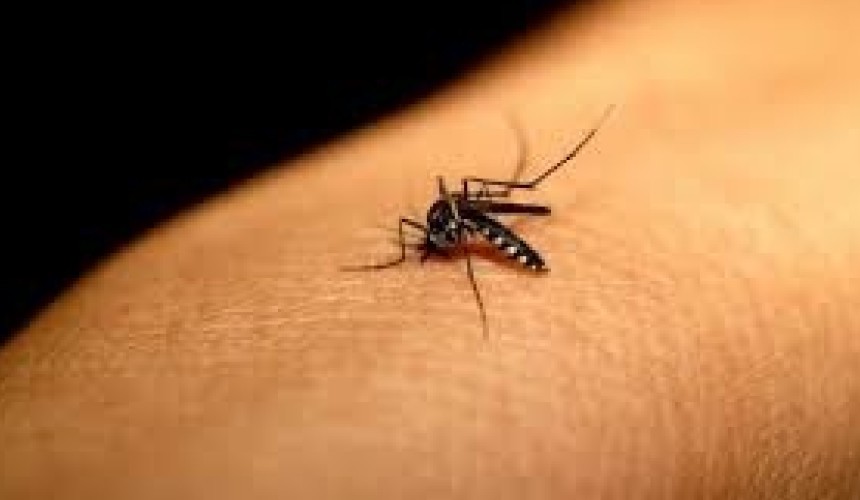 Saúde confirma mais casos de mortes por dengue no Paraná