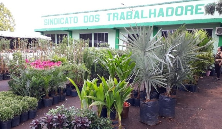 Sindicato do Trabalhadores Rurais promove semana que vem a feira de mudas em Capitão