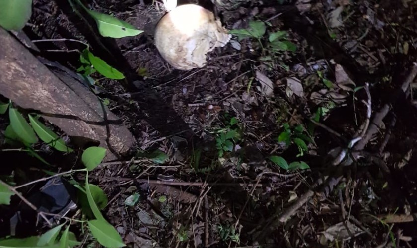 Ossada encontrada no interior de Santa Lúcia aguarda identificação no IML