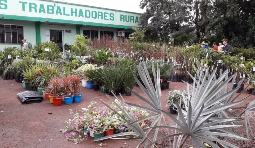 Sindicato dos Trabalhadores Rurais está promovendo a feira de mudas em Capitão