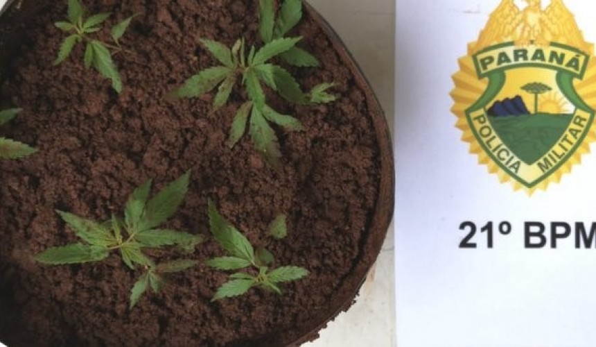 PM cumpre mandado de prisão e apreende pés de maconha em Realeza