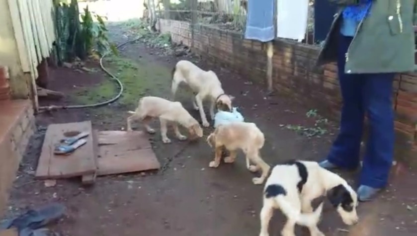 PM atende ocorrência de maus tratos a animais em Realeza