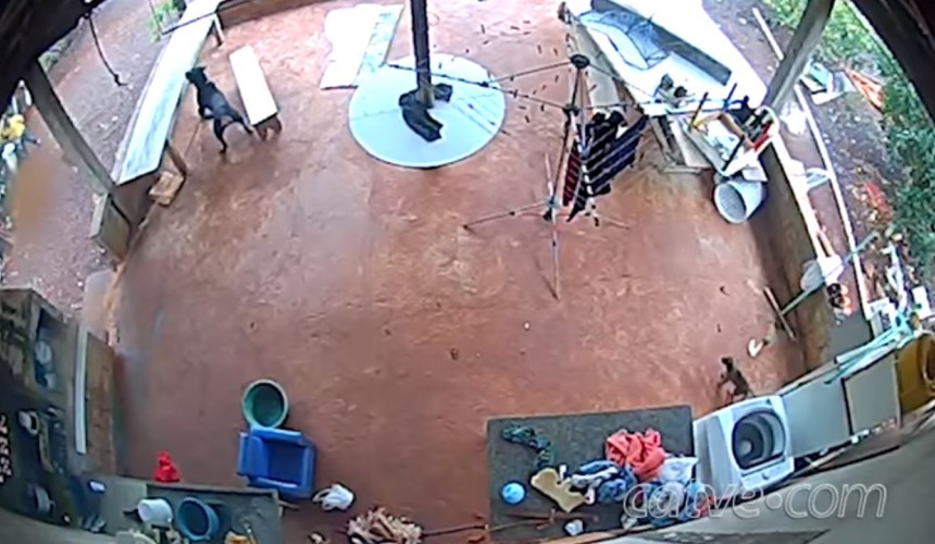 Assis Chateaubriand: bandido invade propriedade rural e fere cachorro com facão
