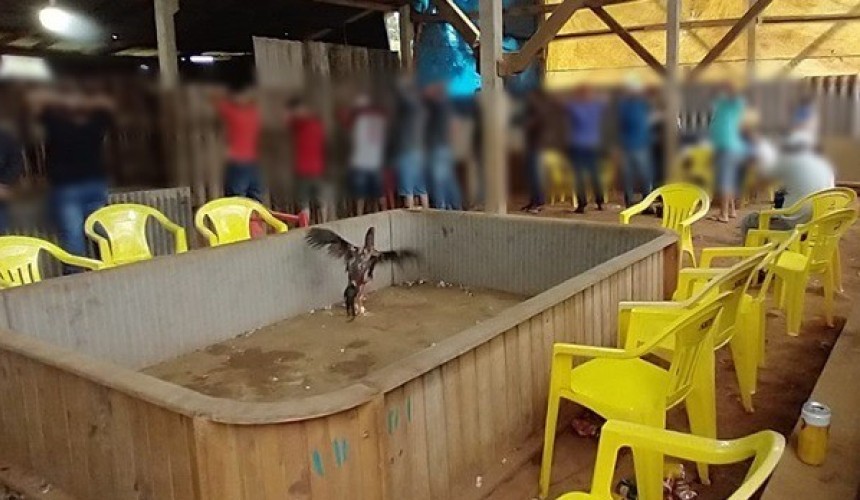 Polícia Militar flagra cerca de 70 pessoas aglomeradas em rinha de galos em Francisco Beltrão