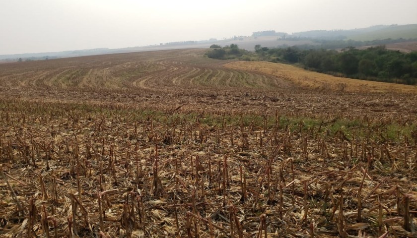 ‘Vazio Sanitário’ Produtores devem iniciar a safra de soja na região de Capitão