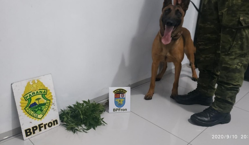 BPFRON apreende quinze pés de maconha em Capanema