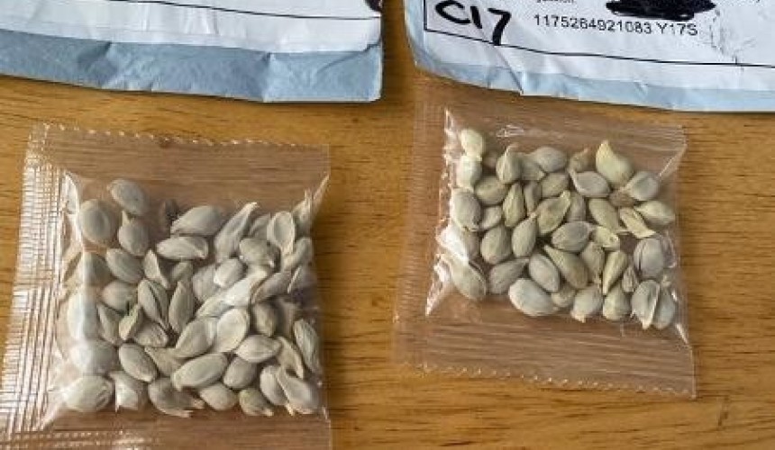 CAPITÃO – Adapar e Emater alerta moradores sobre sementes vindas da China