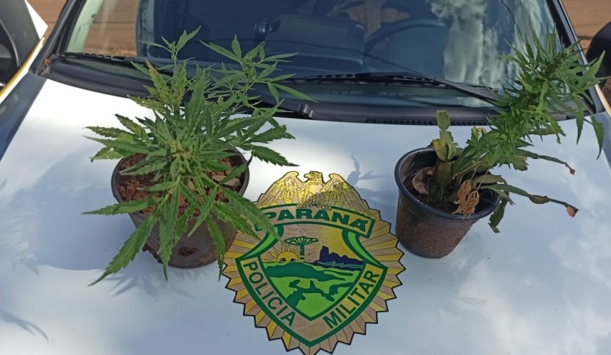 Policia Militar apreende pés de maconha em Santa Lúcia
