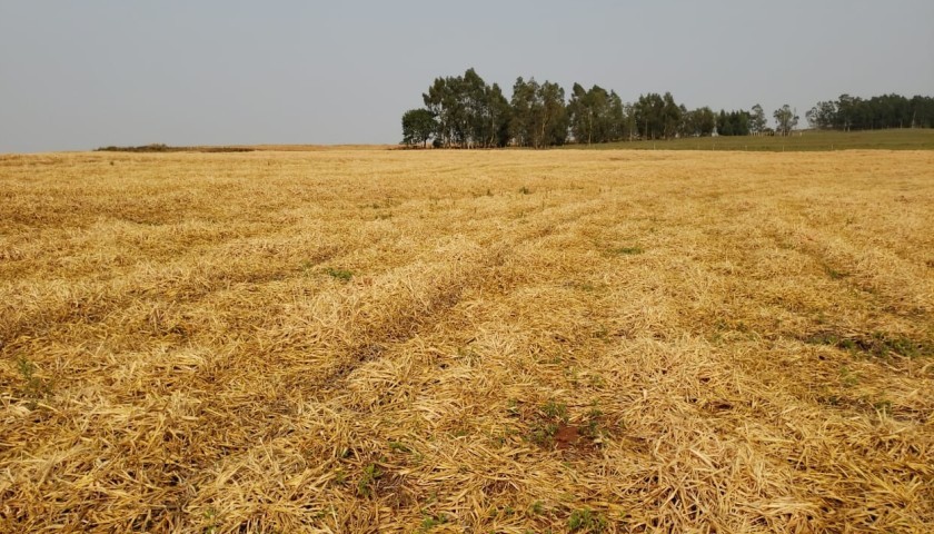 Sem chuva, agricultores tem dificuldade no plantio da Soja em Capitão