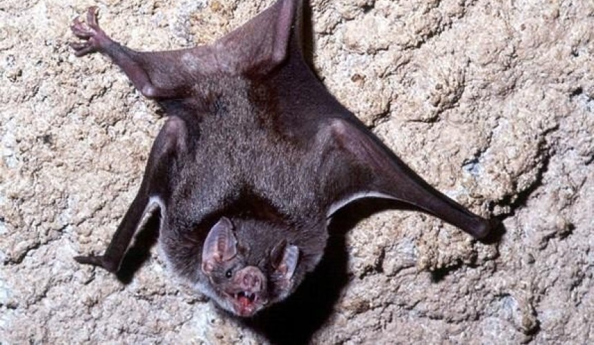 Médico veterinário de Capitão orienta sobre os cuidados com morcegos