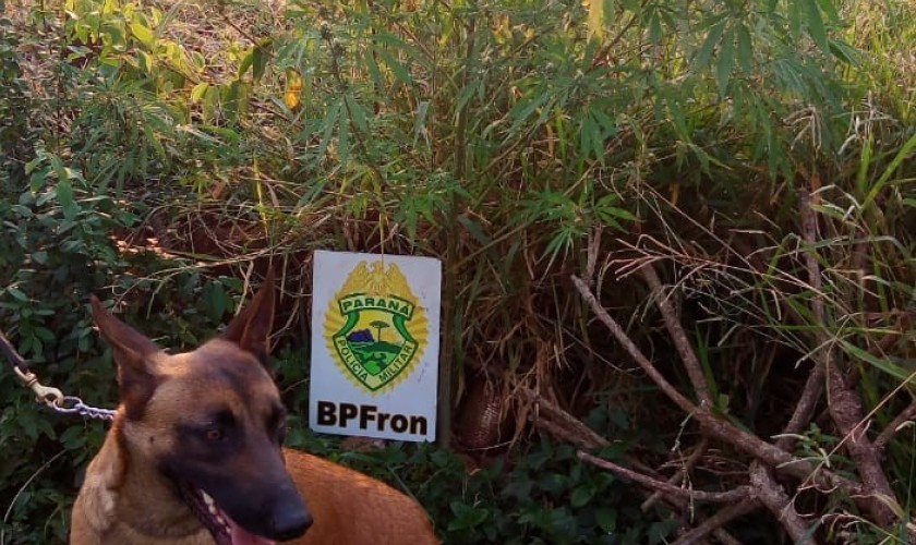 Pé de maconha é encontrado em terreno de Santo Antônio do Sudoestes