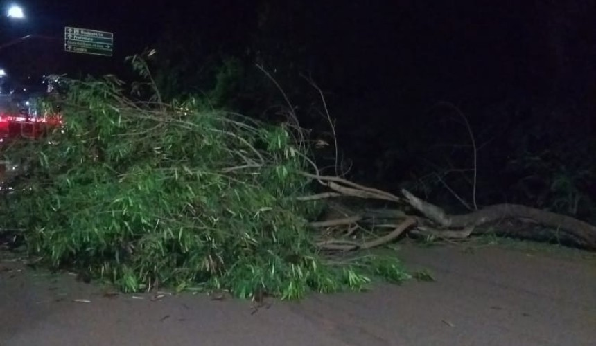 Queda de arvore bloqueia parcialmente a Avenida Iguaçu em Capitão