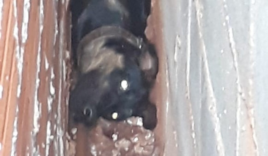 Bombeiros resgatam cachorro preso entre paredes em Capitão