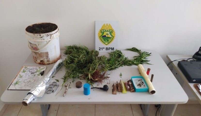 PM apreende pés de maconha em residência, em Santo Antônio do Sudoeste