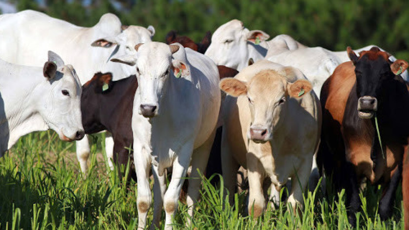 Campanha de atualização de rebanho segue até 30 de novembro em Capitão