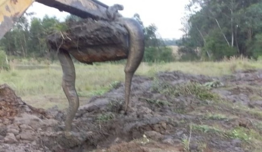 Produtor rural de Santa Helena encontra Sucuri em escavação