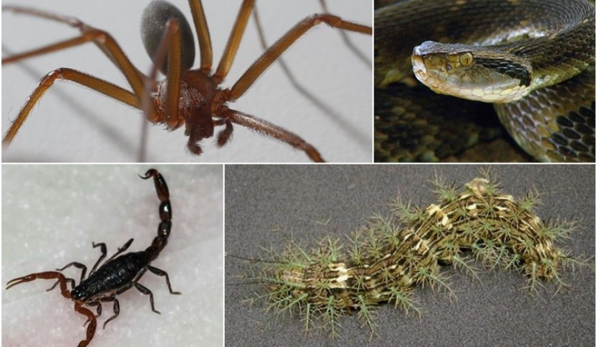 Corpo de Bombeiros de Capitão alerta para o aumento de aparecimento de animais peçonhentos