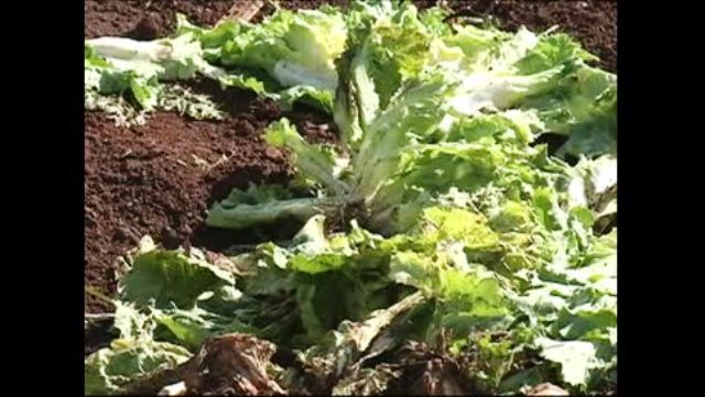 Excesso de chuva prejudica a qualidade de hortaliças e legumes em Capitão. 