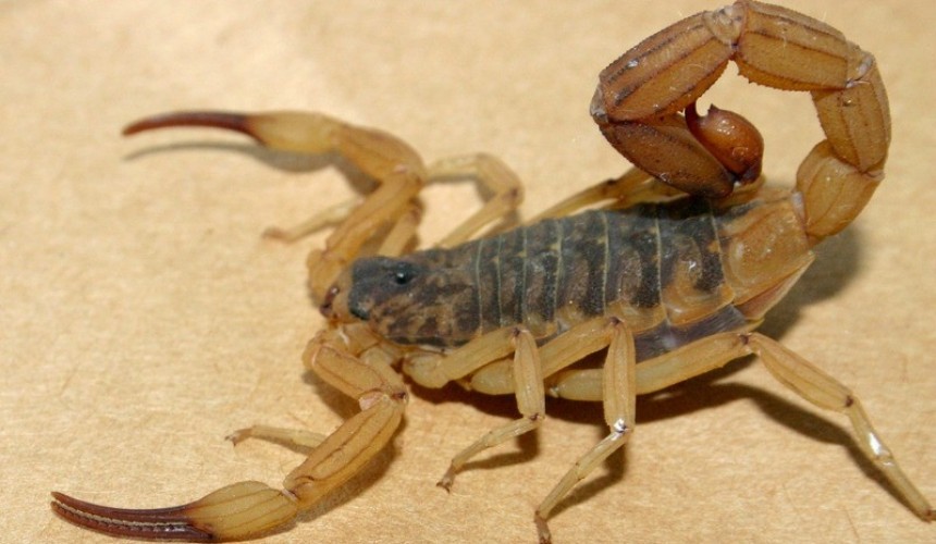 Criança de 4 anos morre em Maringá após picada de escorpião