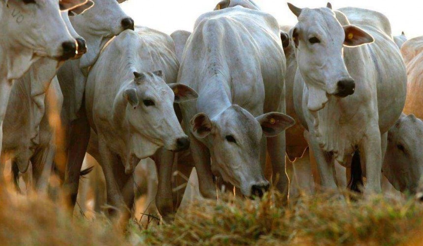 Médico Veterinário da Adapar de Capitão alerta os produtores sobre o controle de doenças no rebanho