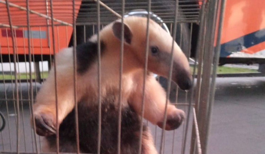 Tamanduá Mirin é capturado por bombeiros no centro de Capitão