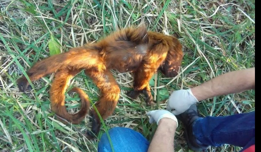 Macacos são encontrados mortos no Sudoeste