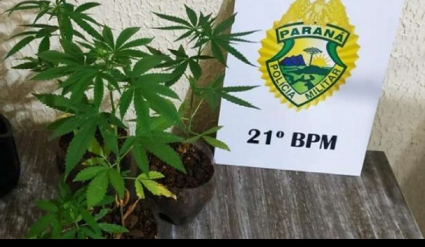 Polícia Militar apreende cinco pés de maconha em Marmeleiro