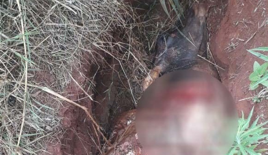 Vaca que foi furtada em propriedade rural tem carne levada por criminosos em Lindoeste